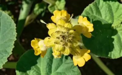 Ibicella lutea (Lindl.) Van Eselt.