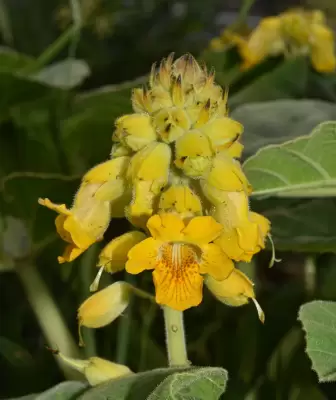 Ibicella lutea (Lindl.) Van Eselt.