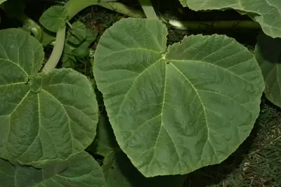 Ibicella lutea (Lindl.) Van Eselt.