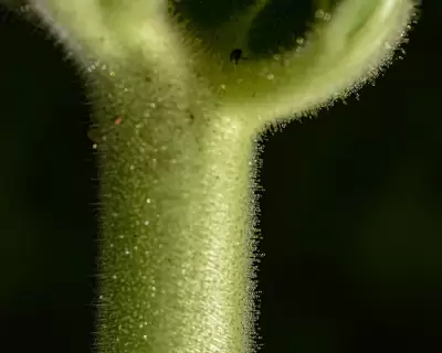 Ibicella lutea (Lindl.) Van Eselt.