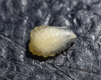 Ibicella lutea (Lindl.) Van Eselt.