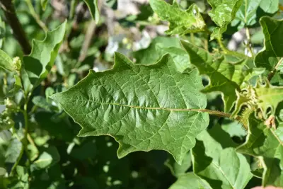 Solanum bonariense L.