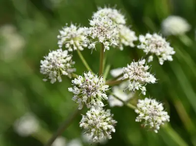 Oenanthe globulosa L.