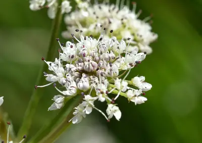 Oenanthe globulosa L.