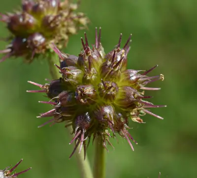 Oenanthe globulosa L.
