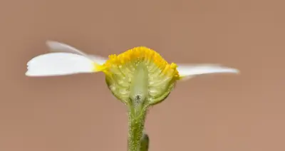 Cladanthus mixtus (L.) Chevall.