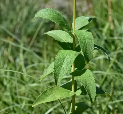 Sinningia elatior (Kunth) Chautems