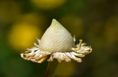 Coleostephus myconis (L.) Rchb.f.