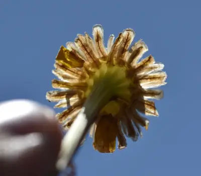 Coleostephus myconis (L.) Rchb.f.