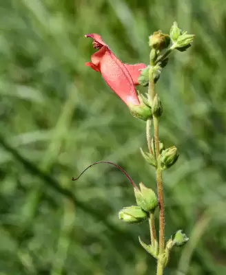 Sinningia elatior (Kunth) Chautems