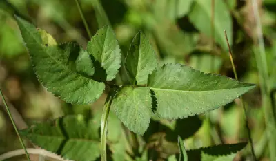 Bidens pilosa L.