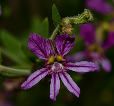 Cuphea glutinosa Cham. & Schltdl.