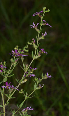 Cuphea glutinosa Cham. & Schltdl.
