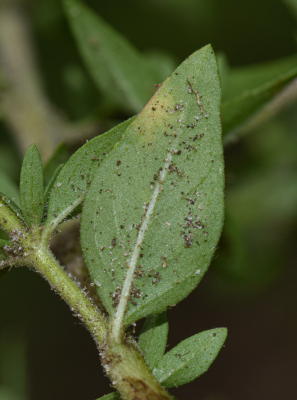 Cuphea glutinosa Cham. & Schltdl.