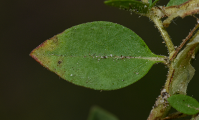 Cuphea glutinosa Cham. & Schltdl.