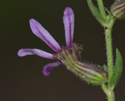 Cuphea glutinosa Cham. & Schltdl.