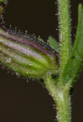 Cuphea glutinosa Cham. & Schltdl.