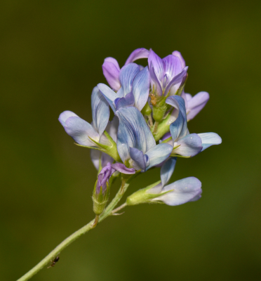 Medicago sativa L.