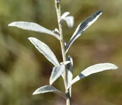 Achyrocline marchiorii Deble