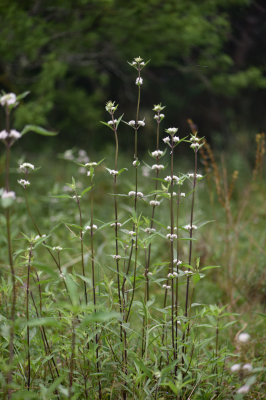 Hyptis lappacea Benth.