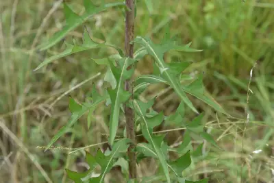 Lactuca canadensis L.