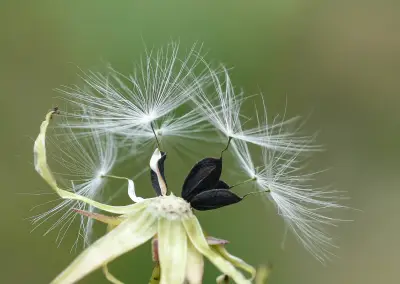 Lactuca canadensis L.
