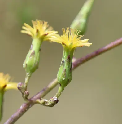 Lactuca canadensis L.