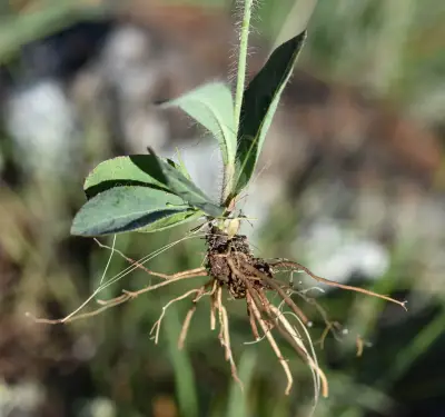 Hieracium palezieuxii Zahn