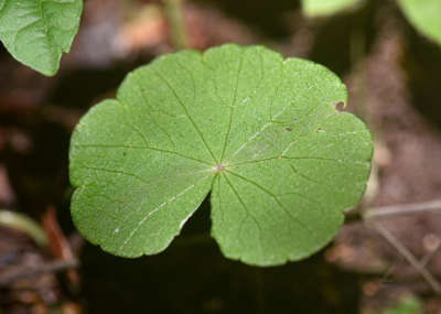 Hydrocotyle leucocephala Cham. & Schltdl.