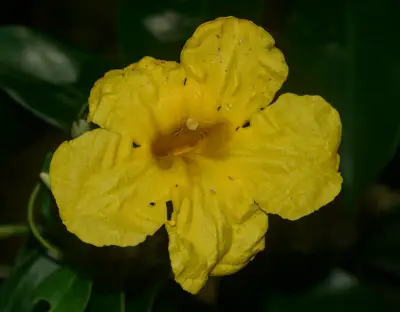 Adenocalymma marginatum (Cham.) DC.