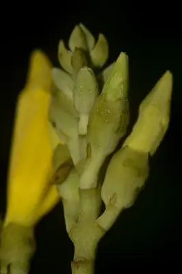 Adenocalymma marginatum (Cham.) DC.