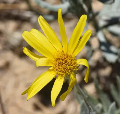 Senecio montevidensis (Spreng.) Baker