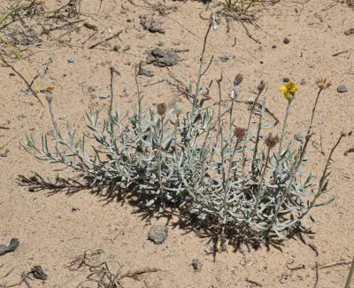 Senecio montevidensis (Spreng.) Baker
