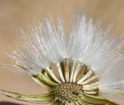 Senecio montevidensis (Spreng.) Baker