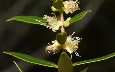 Myrciaria cuspidata O.Berg