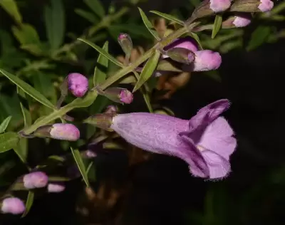 Agalinis genistifolia (Cham.) Schltdl.) D'Arcy