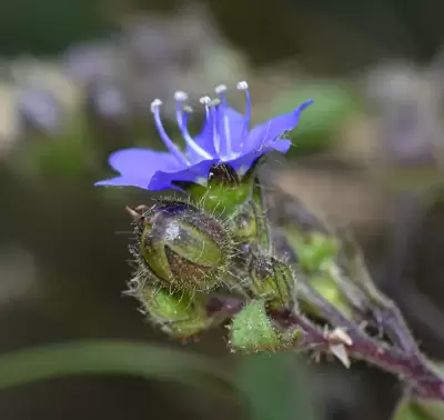 Hydrolea elatior Schott
