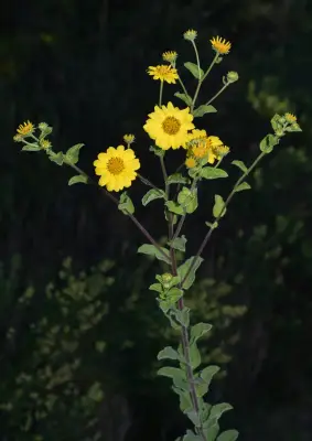 Aldama breviflosculosa (S.F.Blake) E.E.Schil. & Panero