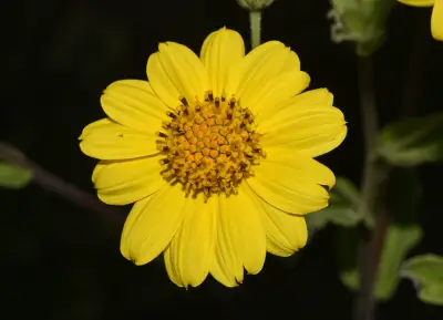 Aldama breviflosculosa (S.F.Blake) E.E.Schil. & Panero