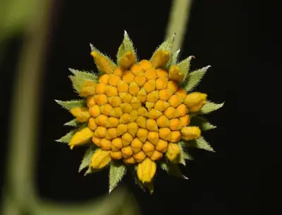 Aldama breviflosculosa (S.F.Blake) E.E.Schil. & Panero
