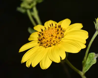 Aldama breviflosculosa (S.F.Blake) E.E.Schil. & Panero