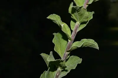Aldama breviflosculosa (S.F.Blake) E.E.Schil. & Panero