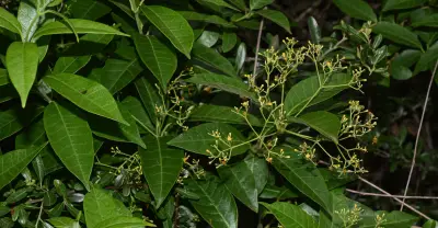 Condylocarpon isthmicum (Vell.) A.DC.