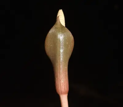 Mangonia tweedieana Schott