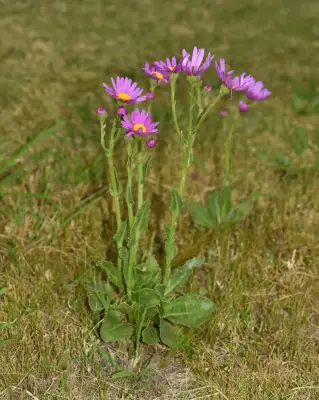 Senecio pulcher Hook. & Arn.