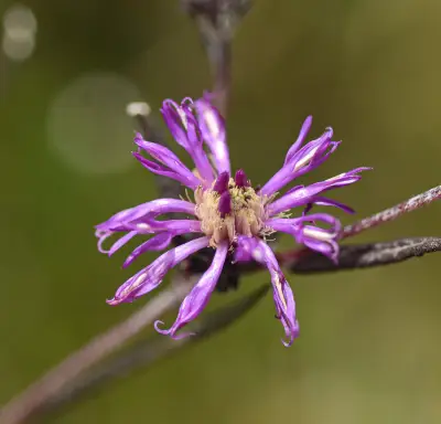 Lessingianthus plantaginodes (Kuntze) H.Rob.