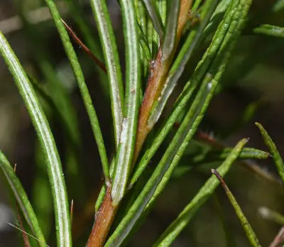 Lessingianthus plantaginodes (Kuntze) H.Rob.