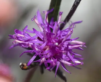 Lessingianthus plantaginodes (Kuntze) H.Rob.