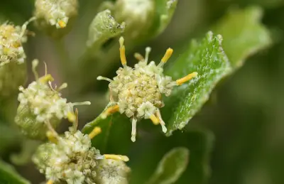 Baccharis longiattenuata A.S.Oliveira