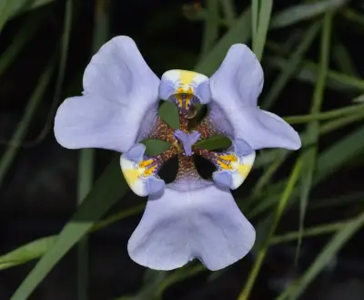 Phalocallis coelestis (Lehm.) Ravenna